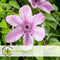 Plant in a Box - Clematis patens - Set van 4 Clematis Hagley Hybrid - Winterharde klimplanten - Pot 15cm - Hoogte 60-70cm
