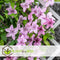 Plant in a Box - Clematis patens - Set van 4 Clematis Hagley Hybrid - Winterharde klimplanten - Pot 15cm - Hoogte 60-70cm