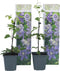 Plant in a Box - Clematis Taiga - Set van 2 - Winterharde klimplanten - Pot 9cm - Hoogte 25-40cm