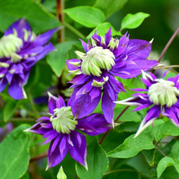 Plant in a Box - Clematis Taiga - Set van 4 - Winterharde klimplanten - Pot 9cm - Hoogte 25-40cm