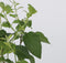 Plant in a Box - Clematis Taiga - Set van 4 - Winterharde klimplanten - Pot 9cm - Hoogte 25-40cm