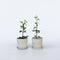 Plant in a Box - Clematis Taiga - Set van 4 - Winterharde klimplanten - Pot 9cm - Hoogte 25-40cm