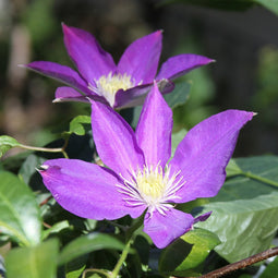 Plant in a Box - Clematis 'The President' - Set van 3 - Klimplant met heldere paarse bloemen - Makkelijk te verzorgen winterharde tuinplant - Pot 9cm - Hoogte 25-40cm