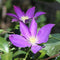 Plant in a Box - Clematis 'The President' - Set van 3 - Klimplant met heldere paarse bloemen - Makkelijk te verzorgen winterharde tuinplant - Pot 9cm - Hoogte 25-40cm