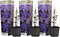 Plant in a Box - Clematis 'The President' - Set van 3 - Klimplant met heldere paarse bloemen - Makkelijk te verzorgen winterharde tuinplant - Pot 9cm - Hoogte 25-40cm