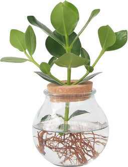 Plant in a Box - Clusia in glas - Hydroponie - Kamerplant op water