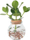 Plant in a Box - Clusia in glas - Hydroponie - Kamerplant op water