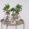Plant in a Box - Clusia in glas - Hydroponie - Kamerplant op water