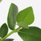 Plant in a Box - Clusia in glas - Hydroponie - Kamerplant op water