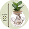 Plant in a Box - Clusia in glas - Hydroponie - Kamerplant op water