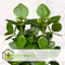 Plant in a Box - Clusia rosea Princess - Stevige kamerplant - Groene bladeren - Pot 17cm - Hoogte 50-60cm