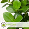 Plant in a Box - Clusia rosea Princess - Stevige kamerplant - Groene bladeren - Pot 17cm - Hoogte 50-60cm