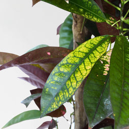 Plant in a Box - Codiaeum variegatum - Codiaeum Iceton - Pot 31cm - Hoogte 140-150cm