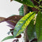 Plant in a Box - Codiaeum variegatum - Codiaeum Iceton - Pot 31cm - Hoogte 140-150cm