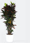 Plant in a Box - Codiaeum variegatum - Codiaeum Iceton - Pot 31cm - Hoogte 140-150cm