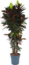 Plant in a Box - Codiaeum variegatum - Codiaeum Iceton - Pot 31cm - Hoogte 140-150cm