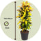 Plant in a Box - Codiaeum variegatum - Codiaeum Iceton - Pot 31cm - Hoogte 140-150cm