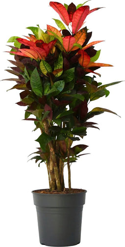 Plant in a Box - Codiaeum variegatum 'Mrs. Iceton' - Unieke kamerplant - Veranderd langzaam van kleur - Pot 27cm - Hoogte 110-120cm