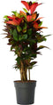 Plant in a Box - Codiaeum variegatum 'Mrs. Iceton' - Unieke kamerplant - Veranderd langzaam van kleur - Pot 27cm - Hoogte 110-120cm