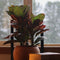 Plant in a Box - Codiaeum variegatum 'Mrs. Iceton' - Unieke kamerplant - Veranderd langzaam van kleur - Pot 19cm - Hoogte 60-70cm
