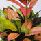 Plant in a Box - Codiaeum variegatum 'Mrs. Iceton' - Unieke kamerplant - Veranderd langzaam van kleur - Pot 27cm - Hoogte 110-120cm