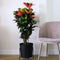 Plant in a Box - Codiaeum variegatum 'Mrs. Iceton' - Unieke kamerplant - Veranderd langzaam van kleur - Pot 27cm - Hoogte 110-120cm