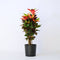 Plant in a Box - Codiaeum variegatum 'Mrs. Iceton' - Unieke kamerplant - Veranderd langzaam van kleur - Pot 27cm - Hoogte 110-120cm