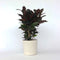 Plant in a Box - Codiaeum variegatum 'Mrs. Iceton' - Unieke kamerplant - Veranderd langzaam van kleur - Pot 19cm - Hoogte 60-70cm