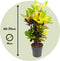 Plant in a Box - Codiaeum variegatum 'Mrs. Iceton' - Unieke kamerplant - Veranderd langzaam van kleur - Pot 19cm - Hoogte 60-70cm