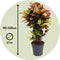 Plant in a Box - Codiaeum variegatum 'Mrs. Iceton' - Unieke kamerplant - Veranderd langzaam van kleur - Pot 27cm - Hoogte 110-120cm