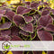 Plant in a Box - Coleus - Brandnetel - 3x - Echte kamerplant met verschillende kleuren - Pot 13cm - Hoogte 25-40cm