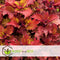 Plant in a Box - Coleus - Brandnetel - 3x - Echte kamerplant met verschillende kleuren - Pot 13cm - Hoogte 25-40cm