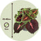 Plant in a Box - Coleus - Brandnetel - 3x - Echte kamerplant met verschillende kleuren - Pot 13cm - Hoogte 25-40cm