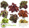 Plant in a Box - Coleus - Brandnetel - 3x - Echte kamerplant met verschillende kleuren - Pot 13cm - Hoogte 25-40cm