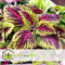 Plant in a Box - Coleus - Brandnetel - 3x - Echte kamerplant met verschillende kleuren - Pot 13cm - Hoogte 25-40cm