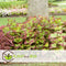 Plant in a Box - Coleus - Brandnetel - 3x - Echte kamerplant met verschillende kleuren - Pot 13cm - Hoogte 25-40cm