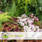 Plant in a Box - Coleus - Brandnetel - 3x - Echte kamerplant met verschillende kleuren - Pot 13cm - Hoogte 25-40cm