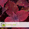 Plant in a Box - Coleus - Brandnetel - 3x - Echte kamerplant met verschillende kleuren - Pot 13cm - Hoogte 25-40cm
