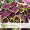 Plant in a Box - Coleus - Brandnetel - 3x - Echte kamerplant met verschillende kleuren - Pot 13cm - Hoogte 25-40cm