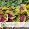 Plant in a Box - Coleus - Brandnetel - 3x - Echte kamerplant met verschillende kleuren - Pot 13cm - Hoogte 25-40cm
