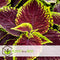 Plant in a Box - Coleus - Brandnetel - 3x - Echte kamerplant met verschillende kleuren - Pot 13cm - Hoogte 25-40cm