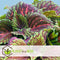Plant in a Box - Coleus - Brandnetel - 3x - Echte kamerplant met verschillende kleuren - Pot 13cm - Hoogte 25-40cm