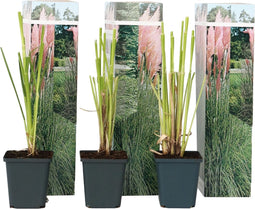 Plant in a Box - Cortaderia selloana - Set van 3 - Roze Pampas siergrassen - Pot 9cm - Hoogte 25-40cm
