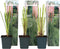 Plant in a Box - Cortaderia selloana - Set van 3 - Roze Pampas siergrassen - Pot 9cm - Hoogte 25-40cm