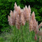 Plant in a Box - Cortaderia selloana - Set van 3 - Roze Pampas siergrassen - Pot 9cm - Hoogte 25-40cm