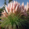 Plant in a Box - Cortaderia selloana - Set van 3 - Roze Pampas siergrassen - Pot 9cm - Hoogte 25-40cm