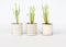 Plant in a Box - Cortaderia selloana - Set van 3 - Roze Pampas siergrassen - Pot 9cm - Hoogte 25-40cm