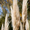 Plant in a Box - Cortaderia selloana - Set van 3 - Witte Pampas siergrassen - Pot 9cm - Hoogte 25-40cm
