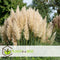 Plant in a Box - Cortaderia selloana - Set van 3 - Witte Pampas siergrassen - Pot 9cm - Hoogte 25-40cm