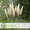 Plant in a Box - Cortaderia selloana - Set van 3 - Witte Pampas siergrassen - Pot 9cm - Hoogte 25-40cm